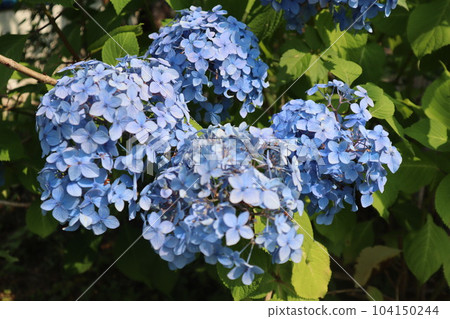 Kitchen Garden Hydrangea Hydrangea June Rainy Season Flower 104150244