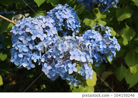 廚房花園繡球花 繡球花 六月雨季花 104150246
