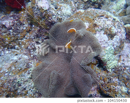 Anemonefish and sea anemone in the sea 104150430