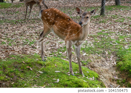 Deer in Nara Park Deer in Nara Park 104150475