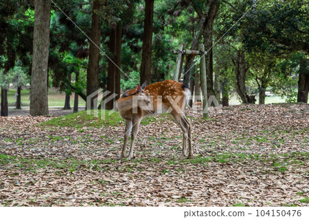 Deer in Nara Park Deer in Nara Park 104150476