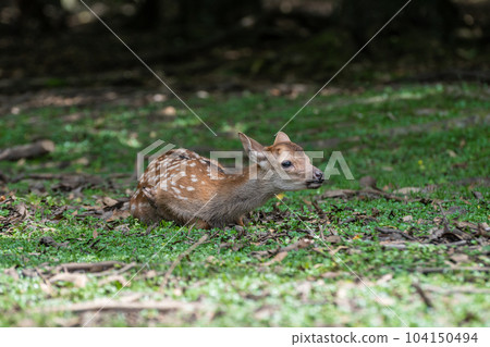 Fawn Nara Park Fawn Nara Park 104150494