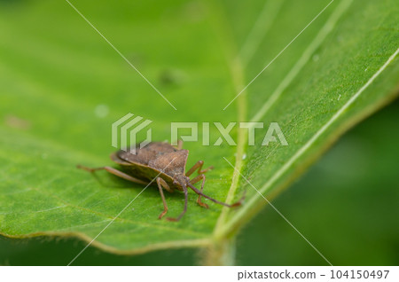 Hoshi Hararillo Helicopter bug Hoshi Hararillo Helicopter bug 104150497