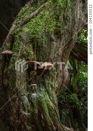 Mushrooms growing on tree trunks Mushrooms growing on tree trunks 104150512