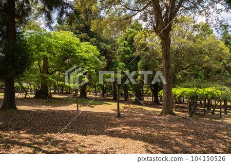 奈良公園寧靜的森林 奈良公園寧靜的森林 104150526