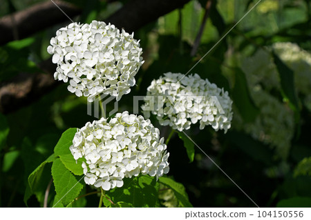 繡球花(繡球花) 繡球花(繡球花) 104150556
