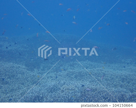 熱帶珊瑚礁和小魚群 104150664
