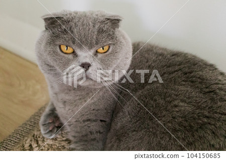 Close-up cat portrait. Scottish fold cat 104150685