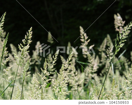 Susuki-like plant 4 104150933