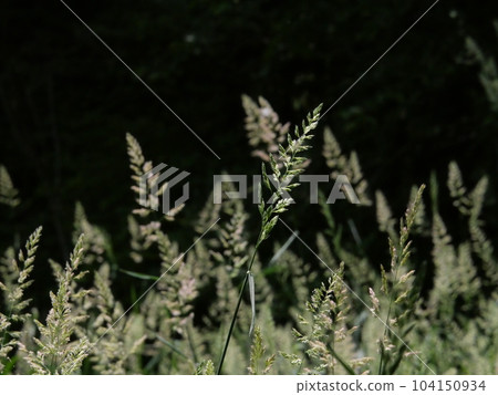 Susuki-like plant 5 Susuki-like plant 5 104150934