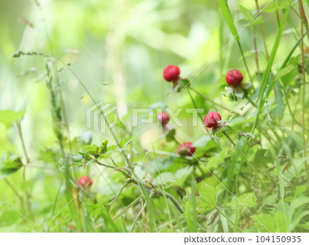 snake strawberry snake strawberry 104150935