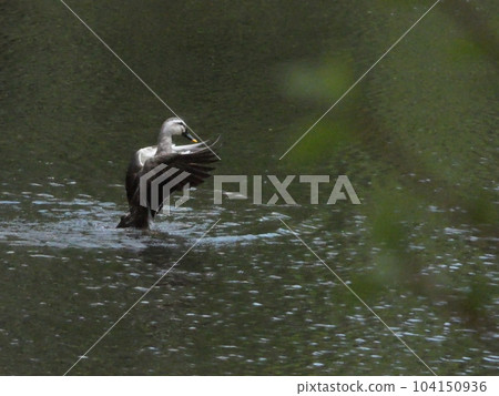 spot-billed duck moving its wings spot-billed duck moving its wings 104150936