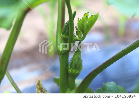 okra okra vegetable farming kitchen garden 104150954