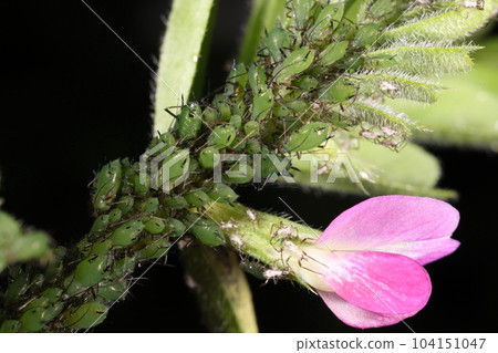 Creatures Insects Broad bean aphids, black peas in large quantities. As the name suggests, it is a great enemy of fava beans. 104151047