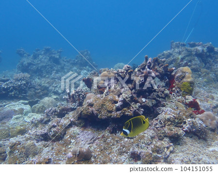 Chauhan swimming in the sea Chauhan swimming in the sea 104151055