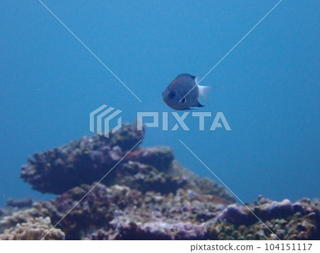 Chrysanthemum damselfish swimming in the sea 104151117