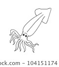 Squid 104151174
