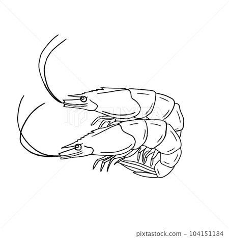 Shrimp 104151184