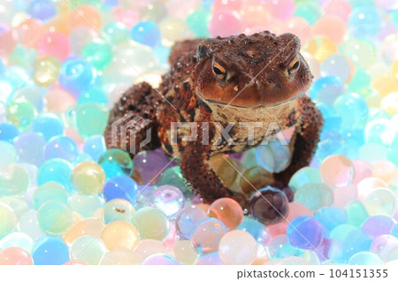 蟾蜍的特寫 104151355