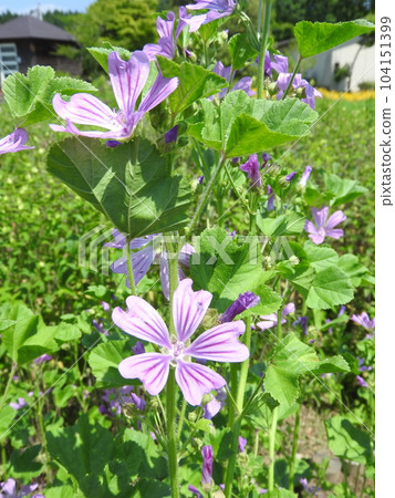 "Common marrow" of mallow family 104151399
