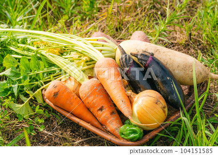 Harvested vegetables Harvested vegetables 104151585