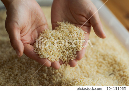 糙米和女人手的照片 糙米和女人手的照片 104151965