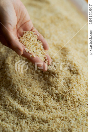 糙米和女人手的照片 104151967
