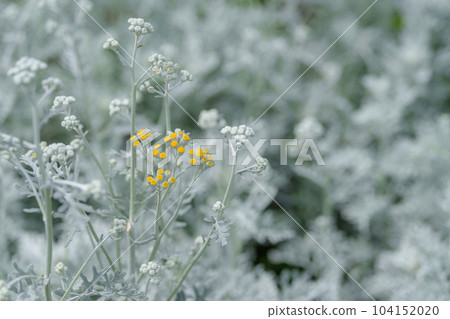 Shirota aegi 104152020