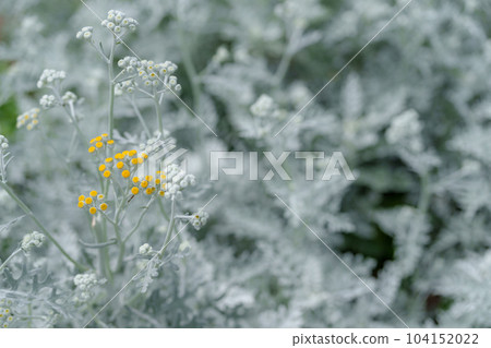 Shirota aegi 104152022