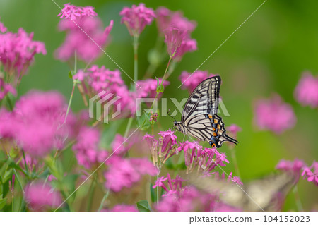 Two-tailed swallowtail perching on a bird 104152023