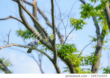 一隻鴿子卡在樹枝上 一隻鴿子卡在樹枝上 104152033
