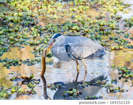 吃鰻魚的灰鷺 104152120
