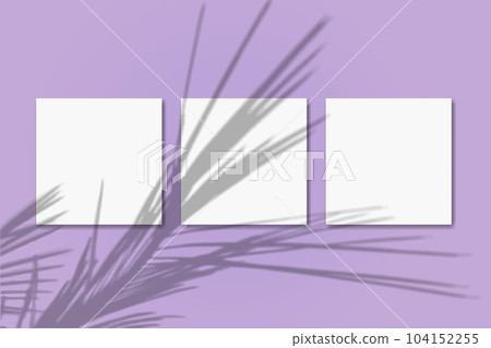 Natural light casts shadows from the palm branch on 3 square sheets of white textured paper lying on a pink textured background. Mockup Natural light casts shadows from the palm branch on 3 square sheets of white textured paper lying on a pink textured background. Mockup 104152255