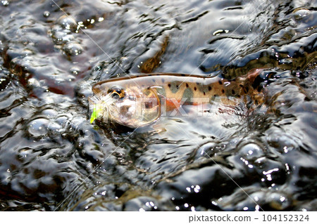A yamame trout holding a fly in its mouth and resisting violently in the water A yamame trout holding a fly in its mouth and resisting violently in the water 104152324