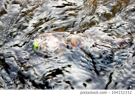 A yamame trout holding a fly in its mouth and resisting violently in the water A yamame trout holding a fly in its mouth and resisting violently in the water 104152332