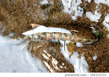 A yamame trout holding a fly in its mouth and resisting violently in the water A yamame trout holding a fly in its mouth and resisting violently in the water 104152333