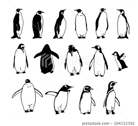 King Penguin set. Flat vector illustration. Polar animal King Penguin set. Flat vector illustration. Polar animal 104152392
