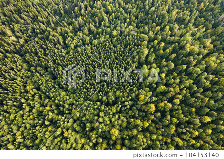 Aerial view of green pine forest with dark spruce trees. Nothern woodland scenery from above 104153140