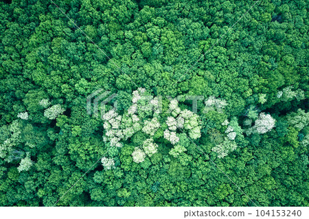 Aerial view of dark lush forest with blooming green trees canopies in spring Aerial view of dark lush forest with blooming green trees canopies in spring 104153240