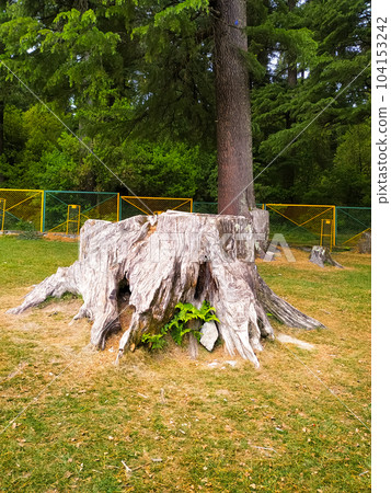 Green leaves growing from the root of a dried tree 104153242