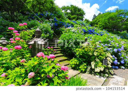 [京都府] 繡球花盛開的花觀音寺（檀香觀音寺） 104153514