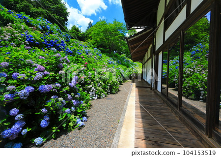 [京都府] 花觀音寺太平間左右對稱盛開的繡球花 104153519