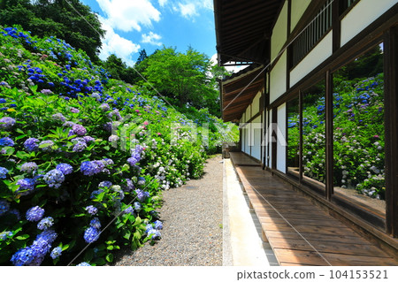 [京都府] 花觀音寺太平間左右對稱盛開的繡球花 104153521