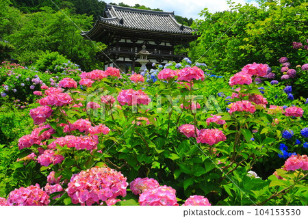 [京都府] 花香音寺（檀香觀音寺）仁王門盛開的繡球花 104153530