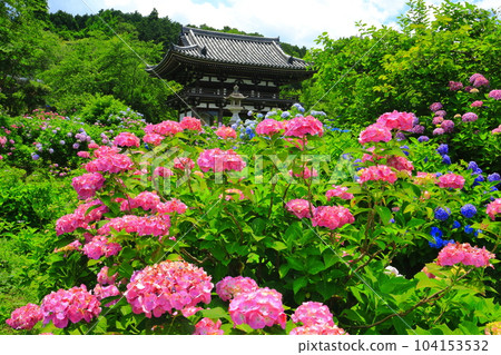 [Kyoto Prefecture] Hydrangea in full bloom at the Niomon Gate of Hanakanon-ji Temple (Tanshu Kannon-ji Temple) 104153532
