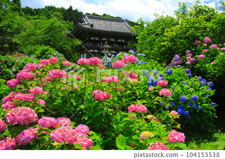 [Kyoto Prefecture] Hydrangea in full bloom at the Niomon Gate of Hanakanon-ji Temple (Tanshu Kannon-ji Temple) 104153538
