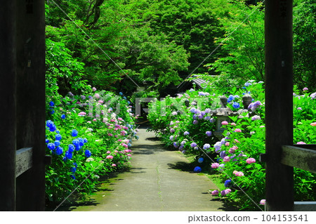 [Kyoto Prefecture] Hydrangea Road in Kakannonji with full bloom of hydrangeas (Tanshu Kannonji) 104153541