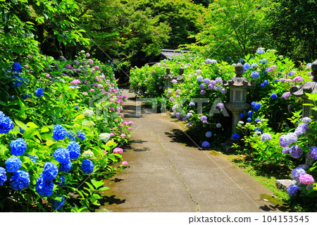 [Kyoto Prefecture] Hydrangea Road in Kakannonji with full bloom of hydrangeas (Tanshu Kannonji) 104153545
