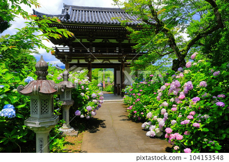 [京都府] 花香音寺（檀香觀音寺）仁王門盛開的繡球花 104153548