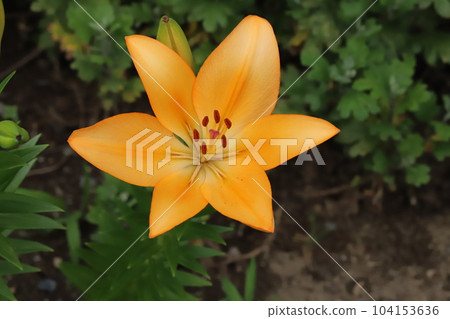 開花在初夏庭院裡的橙色亞洲百合花 開花在初夏庭院裡的橙色亞洲百合花 104153636